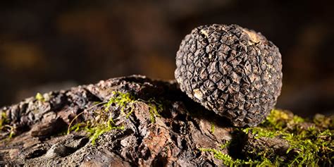 Truffles | National Wildlife Federation