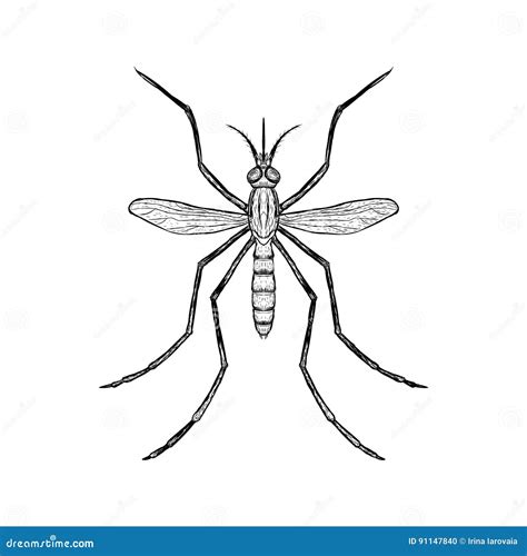 Hand Drawn Sketch of Mosquito. Top View. Vector Illustration. Stock ...