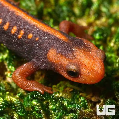 European Smooth Newts for Sale - Underground Reptiles