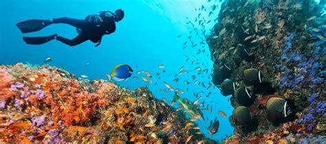 Your Guide to Coral Reef Diving in Grand Cayman - The Residences Grand ...