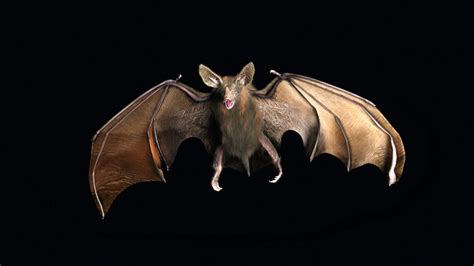 How Vampire Bats Evolved To Drink Blood