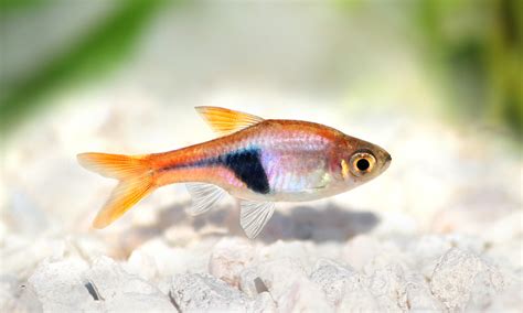 Top 15 Small Freshwater Fish for Smaller Aquariums - aquaticly.com