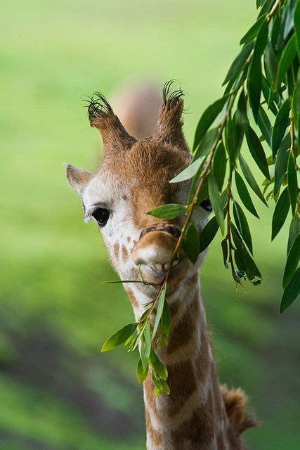 1000+ images about Animal Dentistry on Pinterest | Dental, Dental care ...