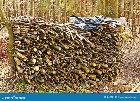 Fuel-wood stock photo. Image of stock, fuel, forest, tree - 24262134