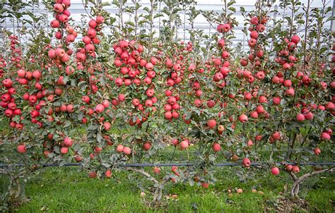 Italian orchards growing into the multiverse – Good Fruit Grower