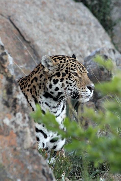 Jaguar - Brazil | www.lovelionsalive.one