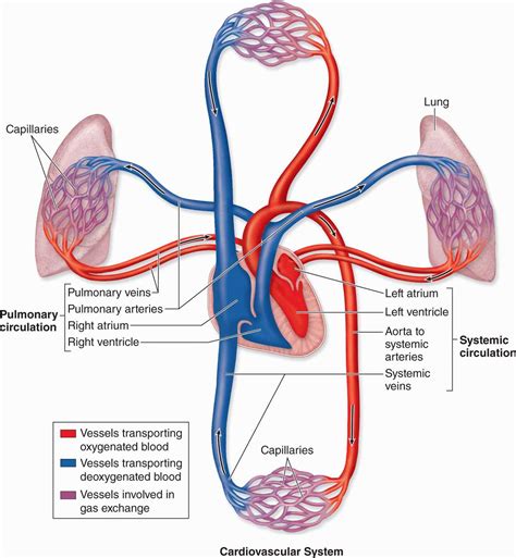 Systemic Circulation Heart