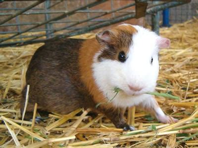 Guinea Pig Hay and Grass