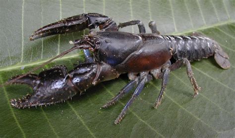 Australian endangered species: Spiny Crayfish