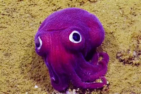 The adorable purple, googly-eyed stubby squid