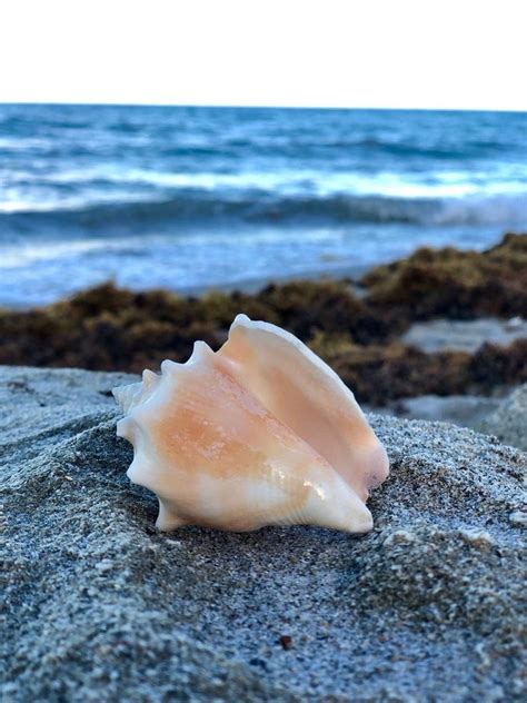 Seashell Juvenile Florida Fighting Conchs Strombus alatus | Etsy ...