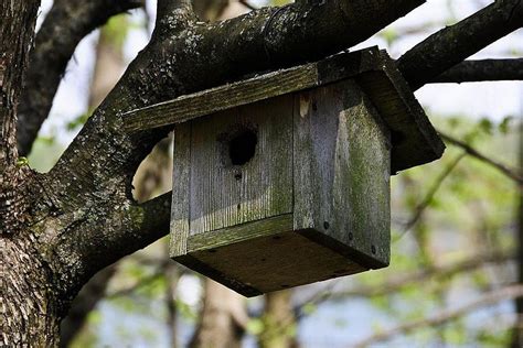 How to Camouflage a Trail Camera and Keep Them Secure - Trail camera Judge