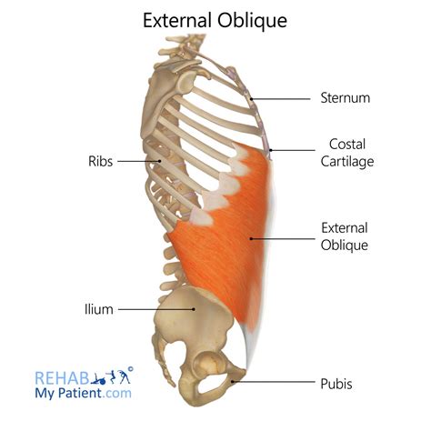 oblique abdominals > OFF-51%