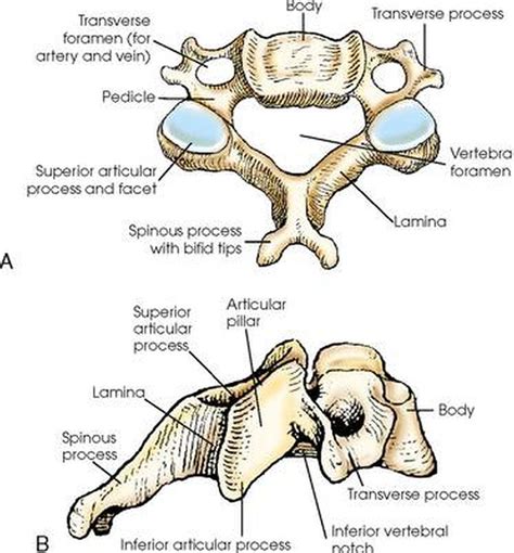 Pictures Of Cervical Vertebrae