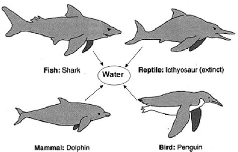 9 Principle of Adaptive Convergence or Convergent Evolution Represented ...