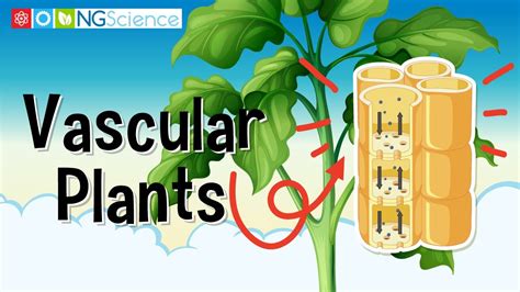 What are the first land vascular plants? – Life Set Go