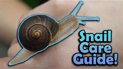 How to Care for Pet Snails! - YouTube