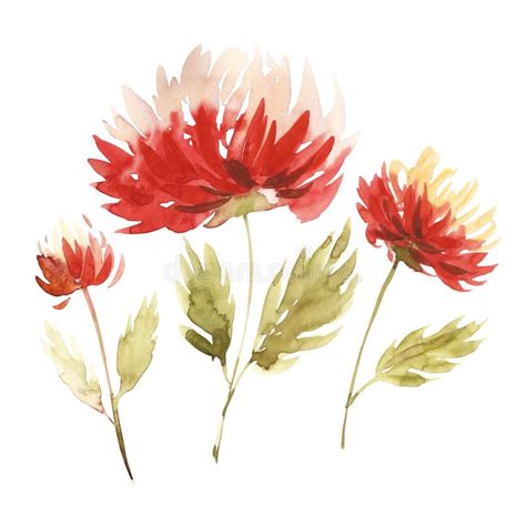 Flowers Watercolor Illustration. a Bouquet with a Big Red Aster and ...