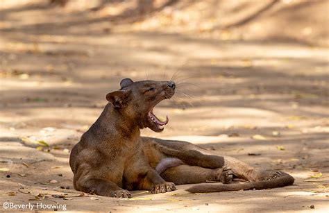 FOSSA: 5 fascinating facts - Africa Geographic