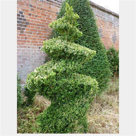 Buxus sempervirens Bird – Topiary Arts