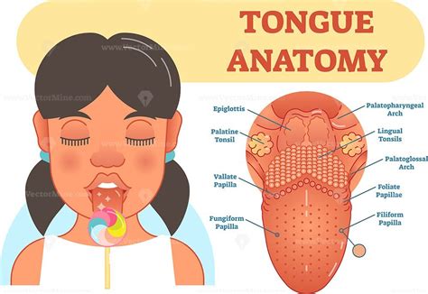 Tongue anatomy medical vector illustration - VectorMine