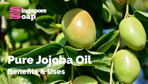 Jojoba Oil Benefits & Uses - Singapore Soap Supplies