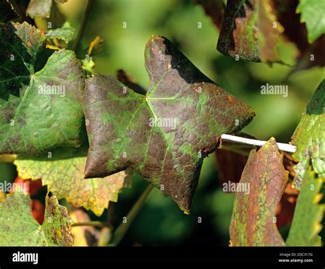 Grapevine leaf roll virus symptoms on Pinot Noir grape leaves Stock ...