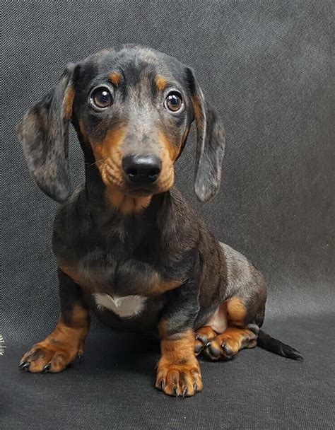 Blue Merle dachshund girl | in Evesham, Worcestershire | Gumtree