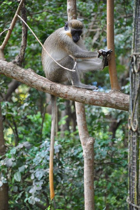 Barbados Wildlife Reserve | Wildlife reserve, Wildlife, Barbados