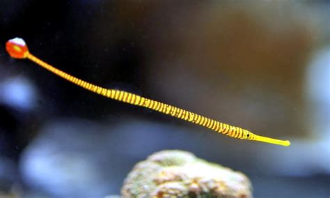 Pipefish – "OCEAN TREASURES" Memorial Library