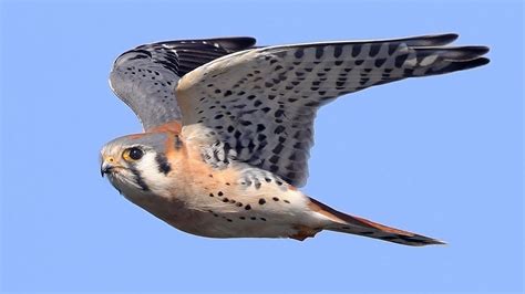 America’s Smallest Falcon is Getting Smaller | Living Bird | All About ...