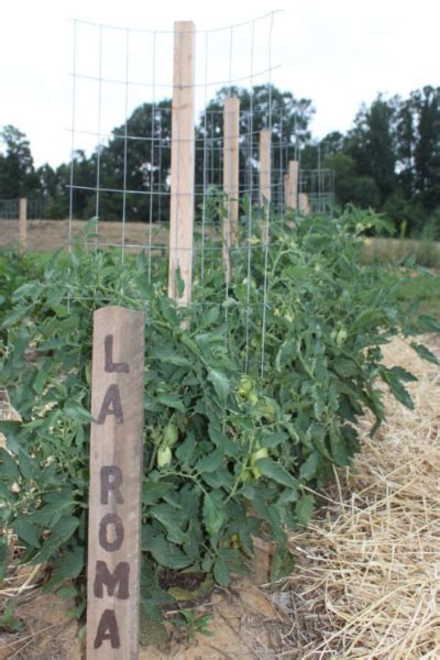 The Best Way To Stake Tomato Plants Ever - A New Twist On DIY Stakes!