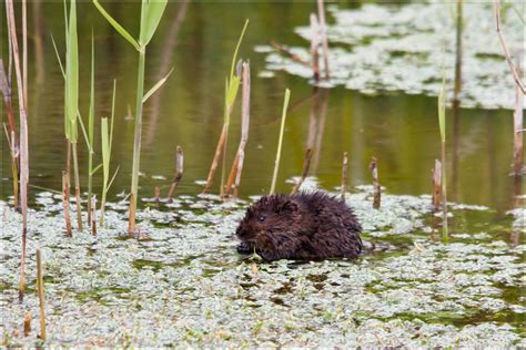 Water Vole Animal Facts | Arvicola amphibius | AZ Animals