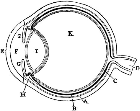 Human Eye Diagram Without Labelling