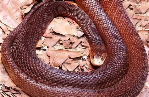 10 Deadliest Snakes Of Australia - WorldAtlas.com