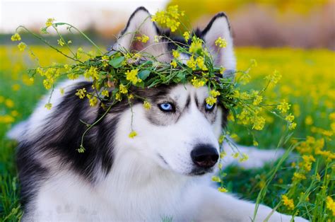 Siberian Husky Dog, HD Animals, 4k Wallpapers, Images, Backgrounds ...