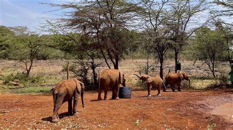 What To Expect When Visiting Sheldrick Elephant Orphanage