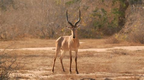 Say hello to the hirola | San Diego Zoo Institute for Conservation Research