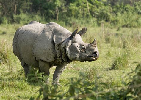 Visit Chitwan National Park in Nepal | Audley Travel