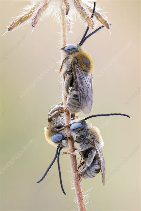 Long Horned Bees - Stock Image - F024/7123 - Science Photo Library