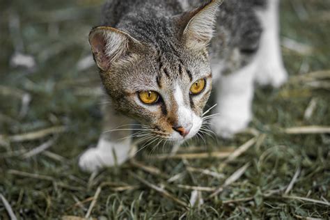 New device targets feral cats in Australia to save native species ...