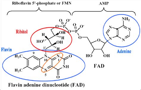 10 Structure of FAD, FMN, and riboflavin | Download Scientific Diagram