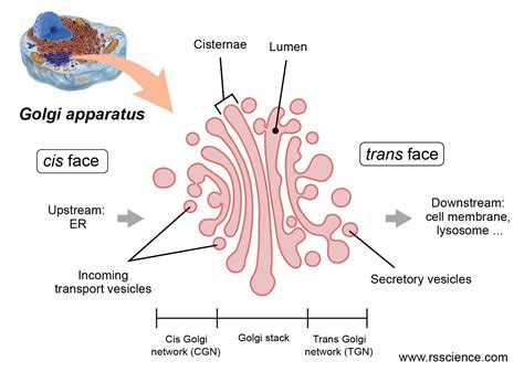 Unveiling the Intricacies of the Golgi Apparatus - TielAI