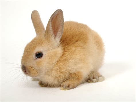 New Baby Bunny Take-Home Checklist - Petland Texas