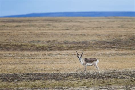 Nunavut caribou herd recently listed as endangered - Cottage Life