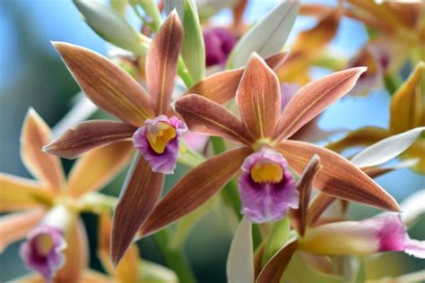 24 Different Types of Orchids (Plus Amazing Facts) Types Of Orchids ...