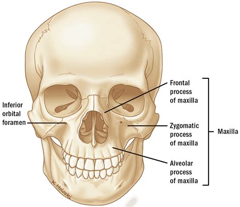 Hard Palate Cancer ‣ Anatomy ‣ THANC Guide