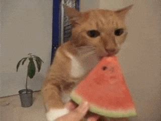 Eat Watermelon GIFs - Get the best GIF on GIPHY