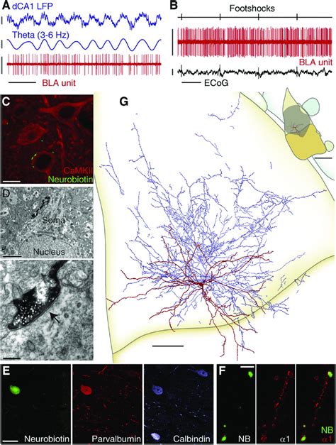 PV Basket Cells: Firing In Vivo and Anatomical Characterization All ...