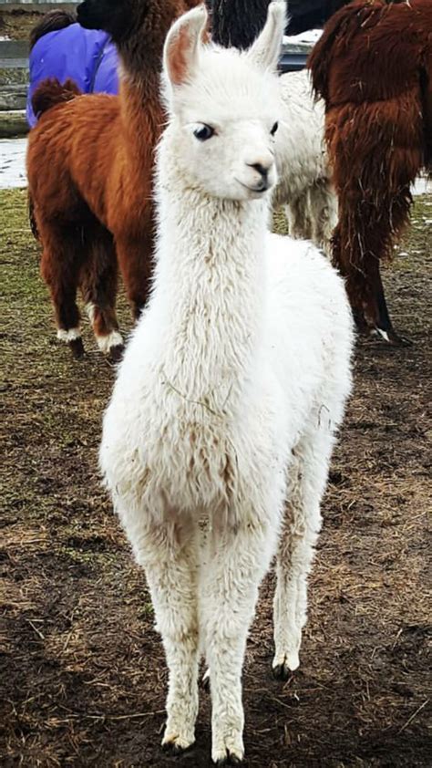 LLAMAS!